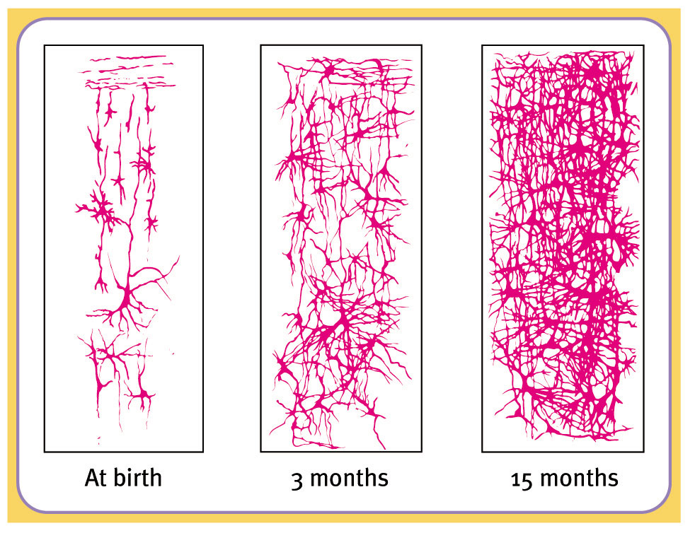 from neuron to brain 4th edition pdf download